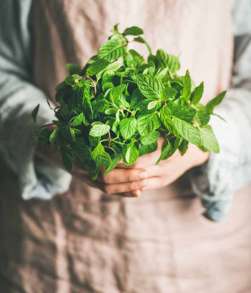 Ospoba trzymająca miętę